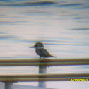 Blue Kingfisher