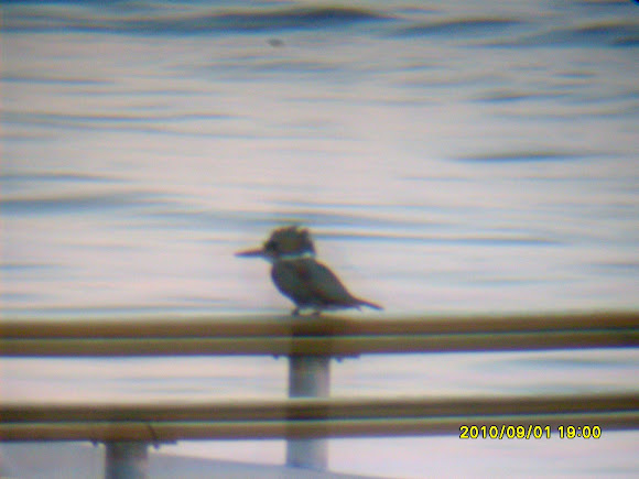 Spotting Image 1