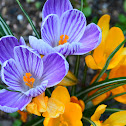Crocus