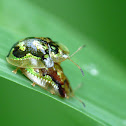 Tortoise Beetle