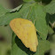 Orange Emigrant Butterfly