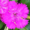Dianthus