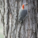 Red-bellied Woodpecker