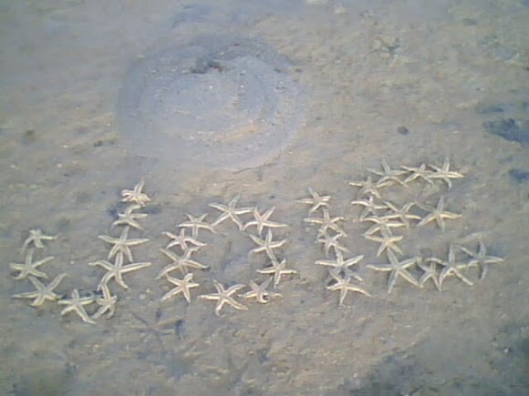 Spotting Image 1
