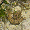 Sea Cucumber
