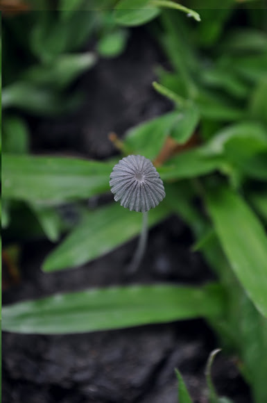 Spotting Image 1