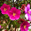 princess flower?