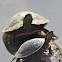 Painted Turtle