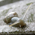 Manatee tree snail