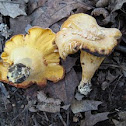smooth chanterelle