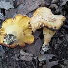 smooth chanterelle