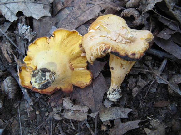 Spotting Image 1