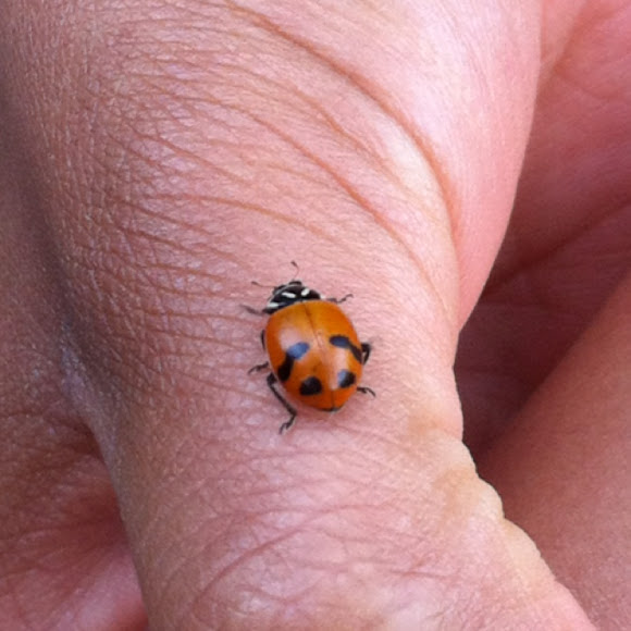 Spotting Image 1