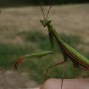 Green Praying Mantis