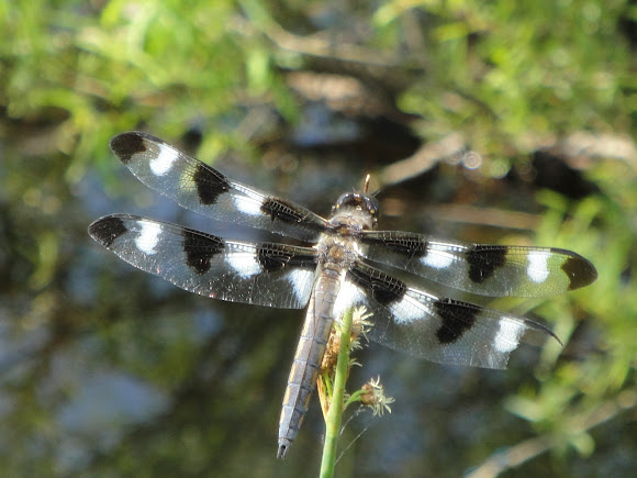 Spotting Image 1