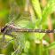 Unknown Dragonfly