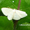 Scopula