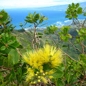 Ohi'a Lehua