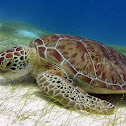 Green Sea Turtle