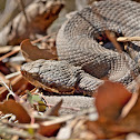 Cottonmouth