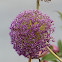 Ornamental Onion