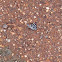 Neglected 88 Butterfly