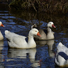 Snow Goose