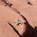 Collared Lizard