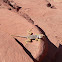 Collared Lizard
