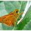 Common Dartlet