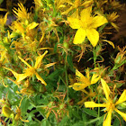 St. Johns Wort