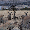 mule deer