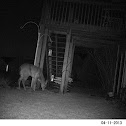 White Tail Deer