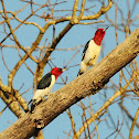 Red-Headed Woodpecker