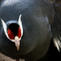 Blue Eared Pheasant