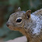 California Ground Squirrel