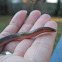 Eastern Worm Snake