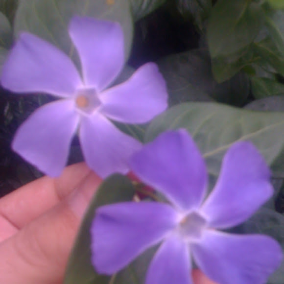 Spotting Image 1