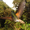 Colibrì