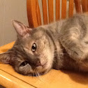 Tabby cat