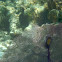 Flamingo Tongue Snail
