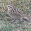 Song Sparrow