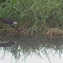 White-breasted Waterhen