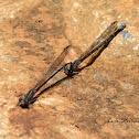 Damselfly