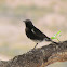 Mountain Wheatear