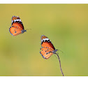 Plain Tiger