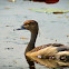 Lesser Whistling Duck