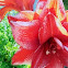 Orchid cactus