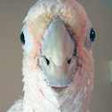 Tanimbar Corella