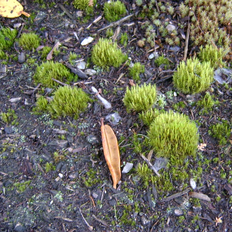 Ribbed Bog Moss